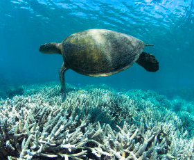 ��� ������� �������� ������ (Chelonia mydas) ������� ����� ��� ��������������� �������� �������� ��� ������������� ���������� ���������